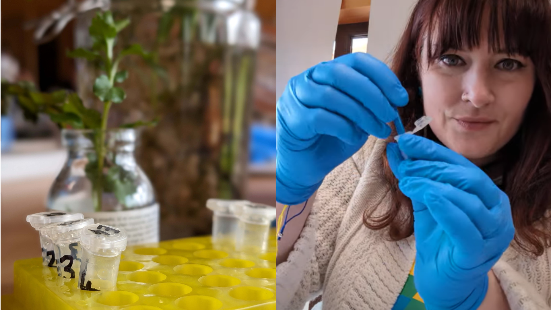 How to ID plants through DNA barcoding - Plantlife