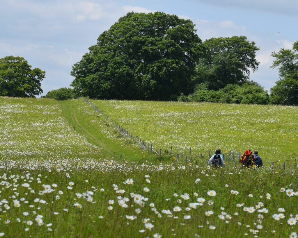 three people walking in a meadow with a hill in front of them