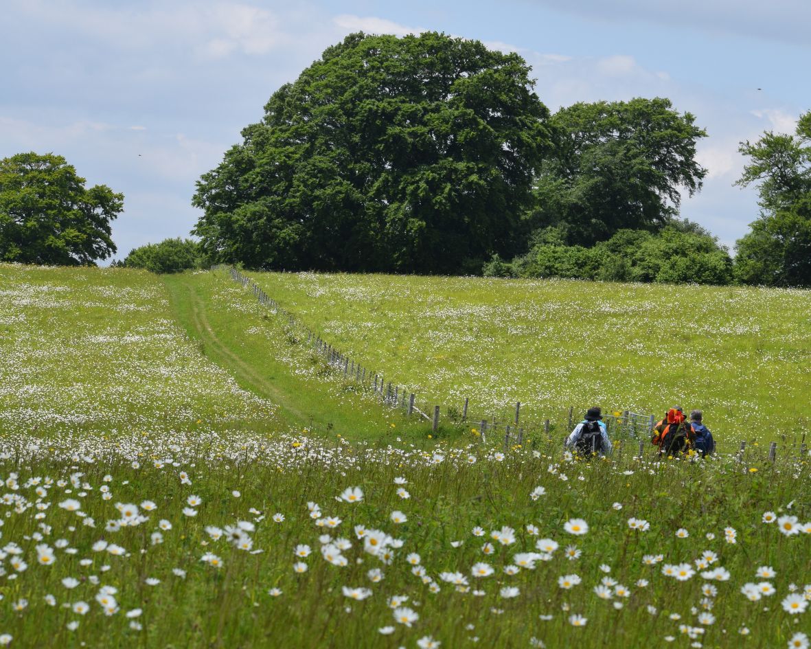 National Meadows Day 2024 Plantlife