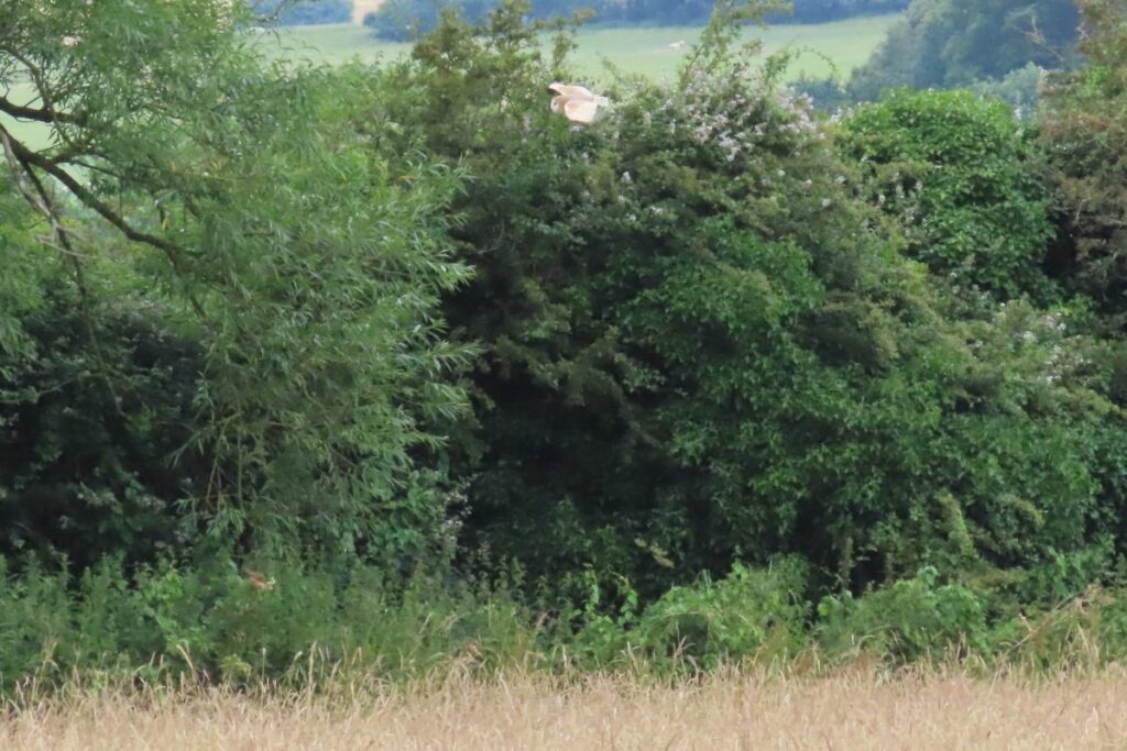 One of the nesting barn owls at Skylark Meadows