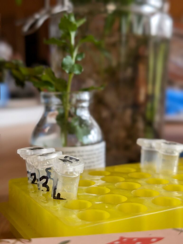 Photo shows a number of clear test tubes resting in a yellow tray. There is a plant in a vase behind the test tubes.
