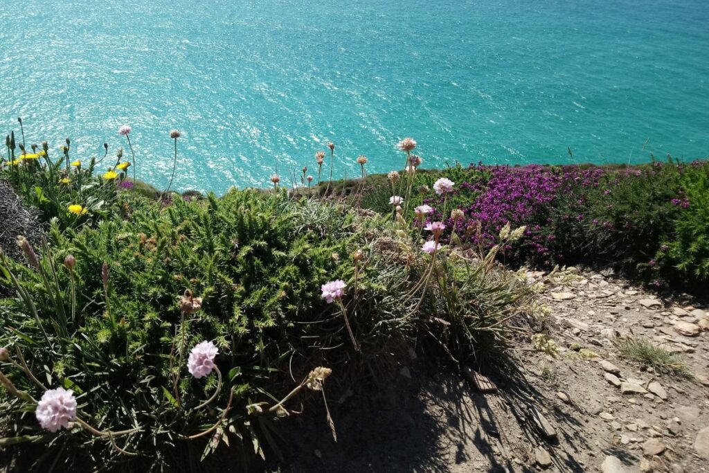 Photo looks out over the cliffs to the sea and shows in the foreground, pink Sea Thrift and purple Heather clinging to the rocky cliffs.