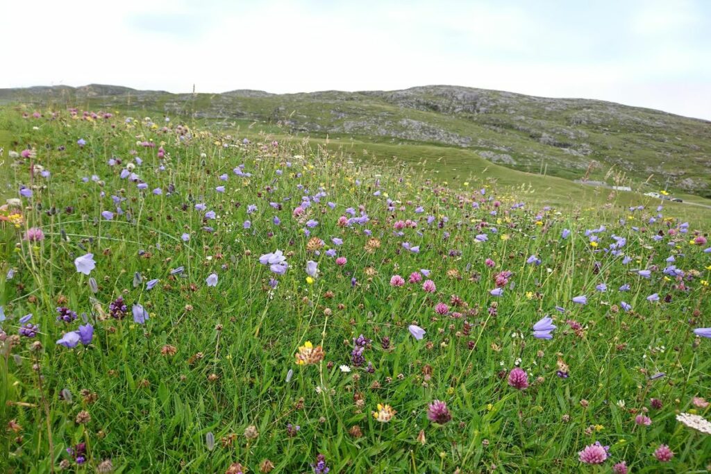A wildflower meadow in Scotland
