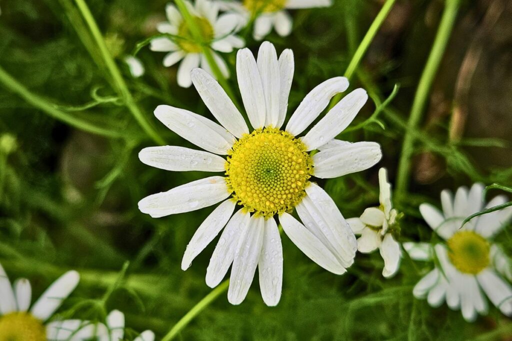 Close up of a Sea Mayweed clinging to a coastal wall