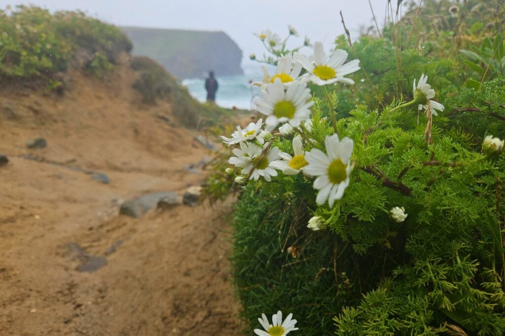Sea Mayweed pokes out of the rocks on a beach in Cornwall