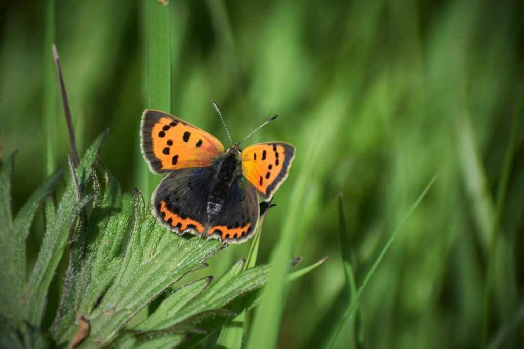 A butterfly rests on a wildflower at Skylark Meadows