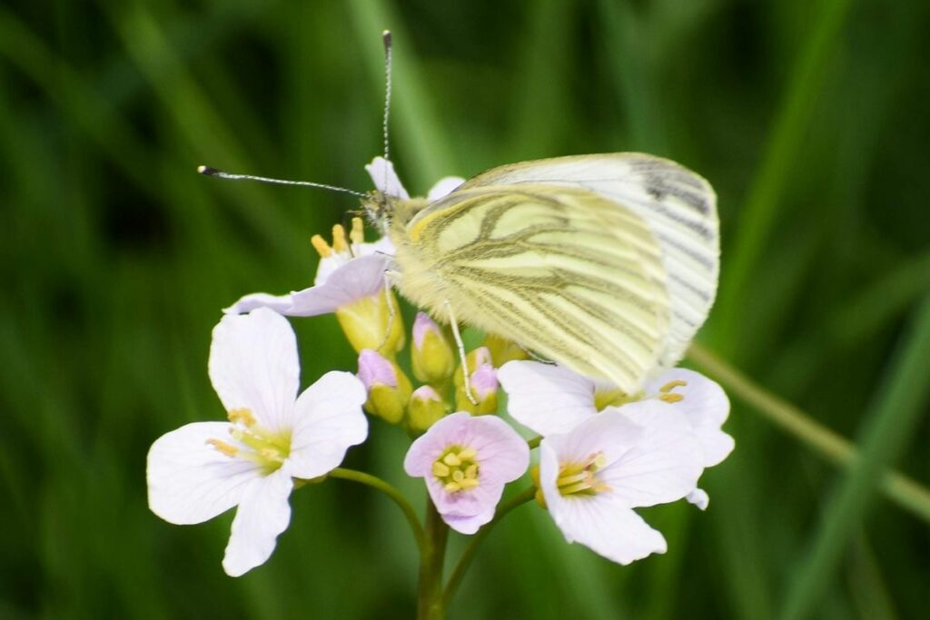 A butterfly rests on a wildflower at Skylark Meadows
