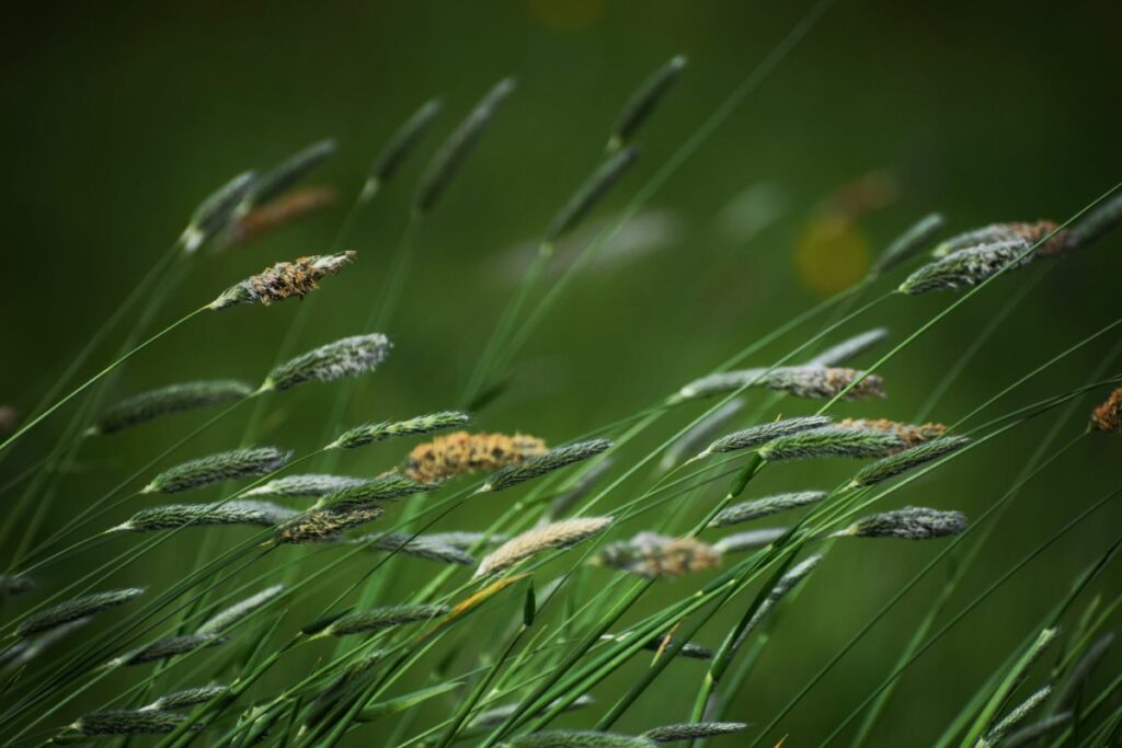 Long grasses photographed in the species rich Skylark Meadows