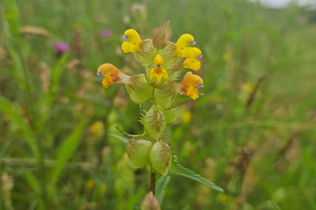 A close up of a beautiful Yellow Rattle flower head with a meadow in the background