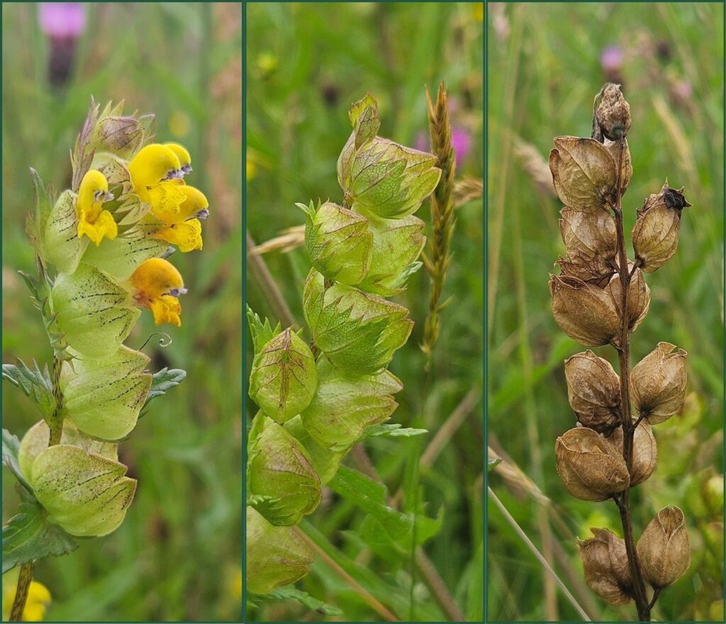 Photographing showing the lifecycle of Yellow Rattle - on the left hand side is a Yellow Rattle plant in flower, with it's pretty and unusual yellow flower heads in focus, in the centre there is a Yellow Rattle plant that has began to set seed with green seed pods visible, on the right hand side there is a Yellow Rattle plant in seed where the pods have dried.