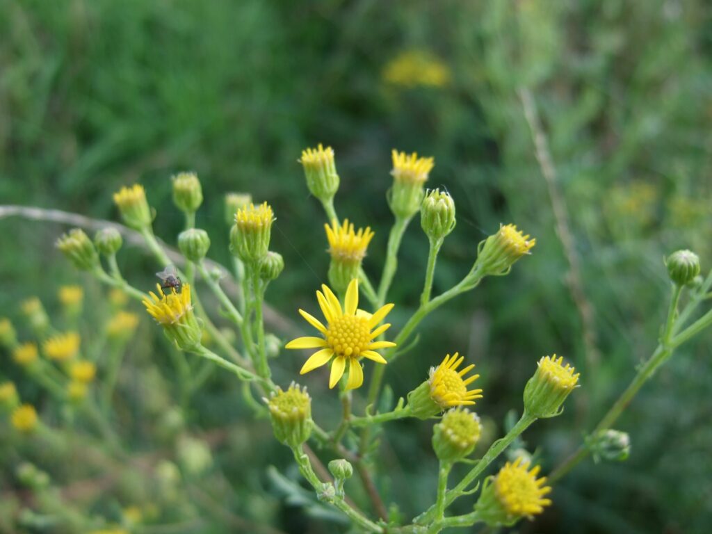 ragwort