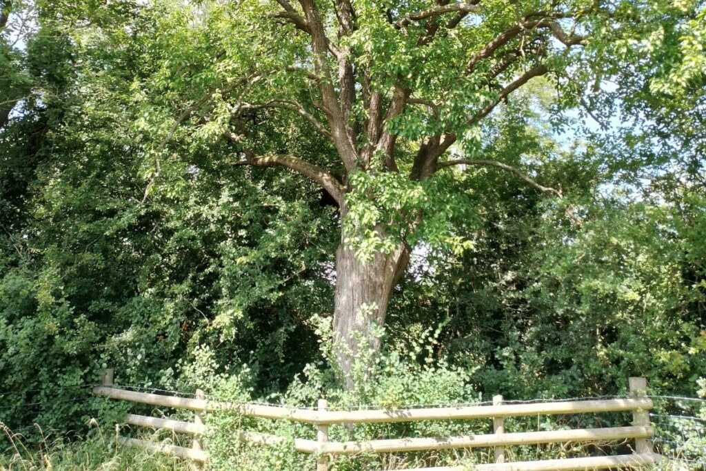 Looking up an a tall ancient pear tree in the sun at Stockwood Meadows