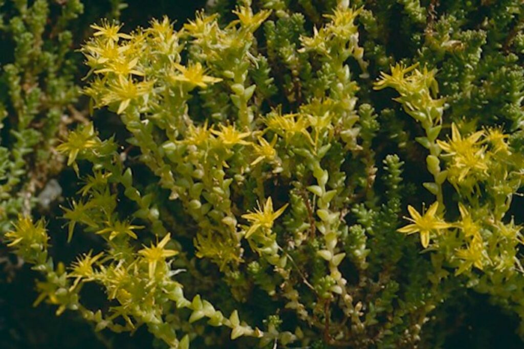 Biting Stonecrop is pictured with it's pretty star shaped yellow flowers against a dark background