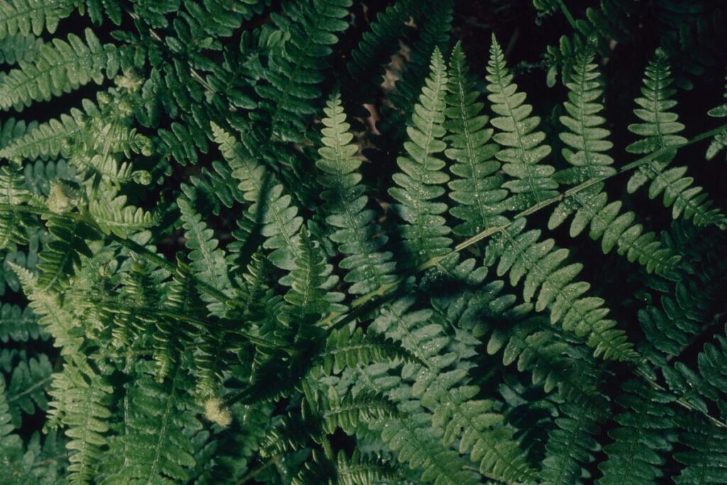 Close up look at Bracken