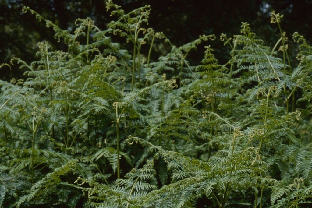 The tops of Bracken plants against a dark background