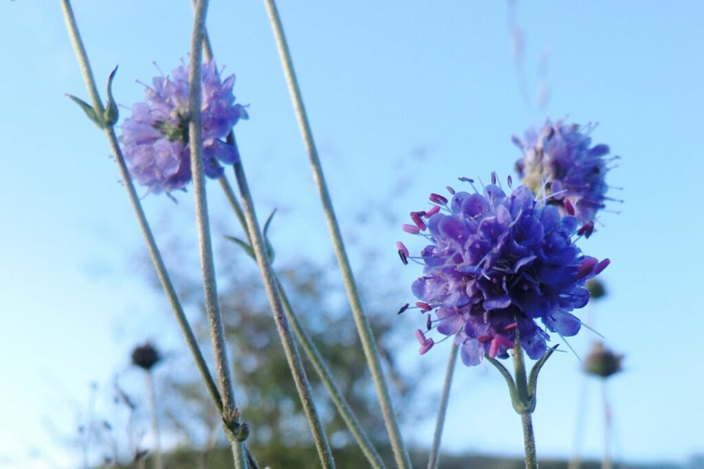 The round pretty blue flowers of Devil's-bit Scabious