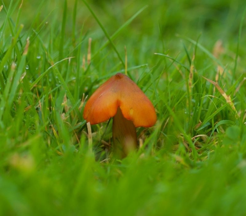 Blackening Waxcap in grass