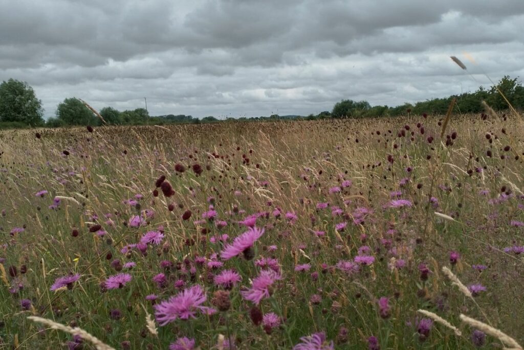 Knapweed and Great Burnet at Grange Meadows