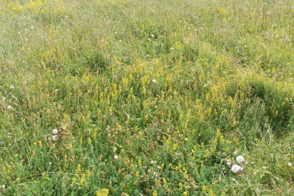 Looking into the grasses to find an array of Ladies Bedstraw plants popping up in the meadow