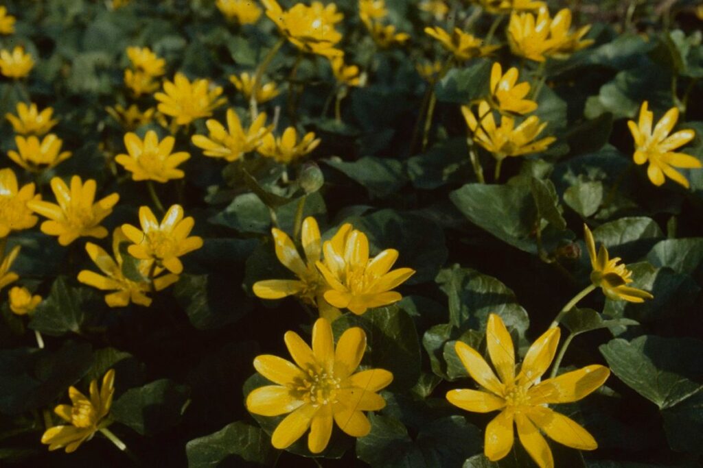 Bright yellow star-like flowers of Lesser Celandine pop against dark green leaves