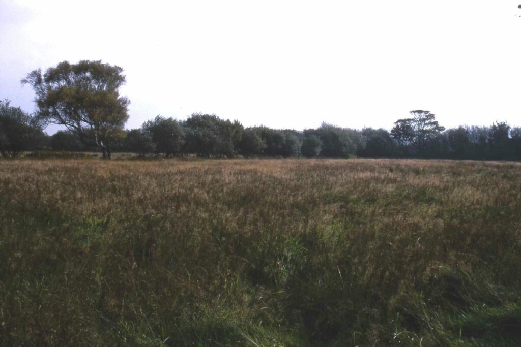 Moaney and Crawyns meadows