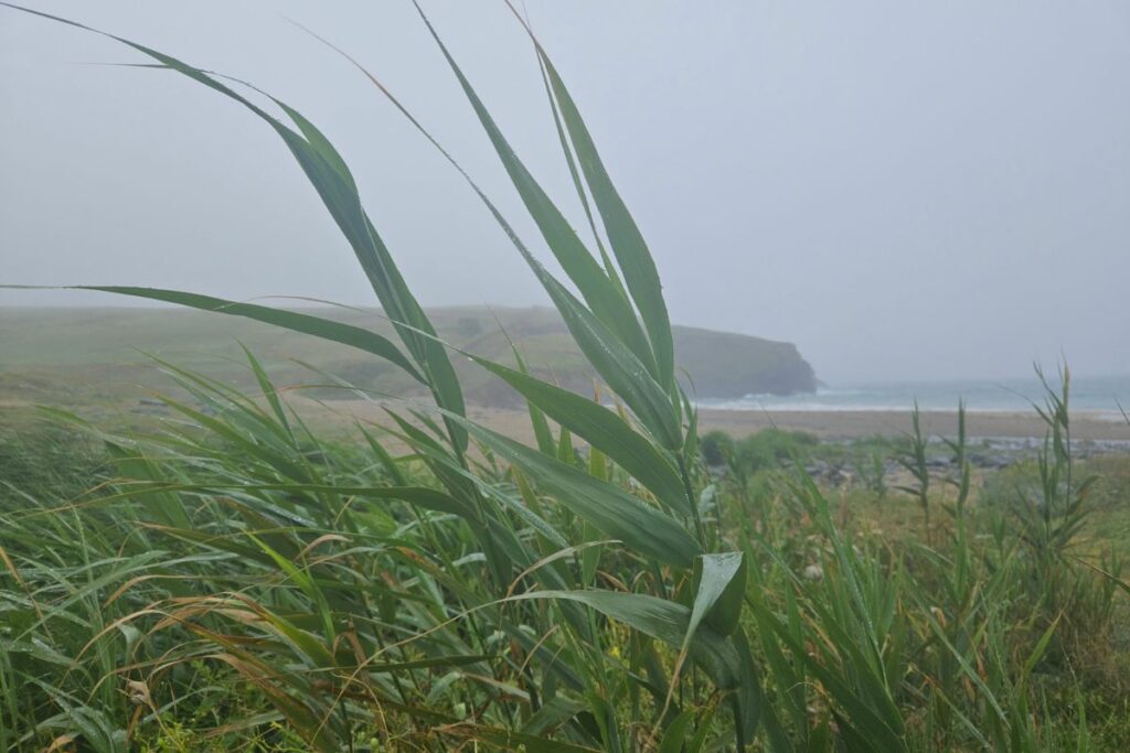 Photograph shows Common Reeds, which are a tall perennial growing up to 3m. They are pictured here on a grey, cloudy day with a large patch of them growing on a beach. You can see the sea and a cliff in the background.