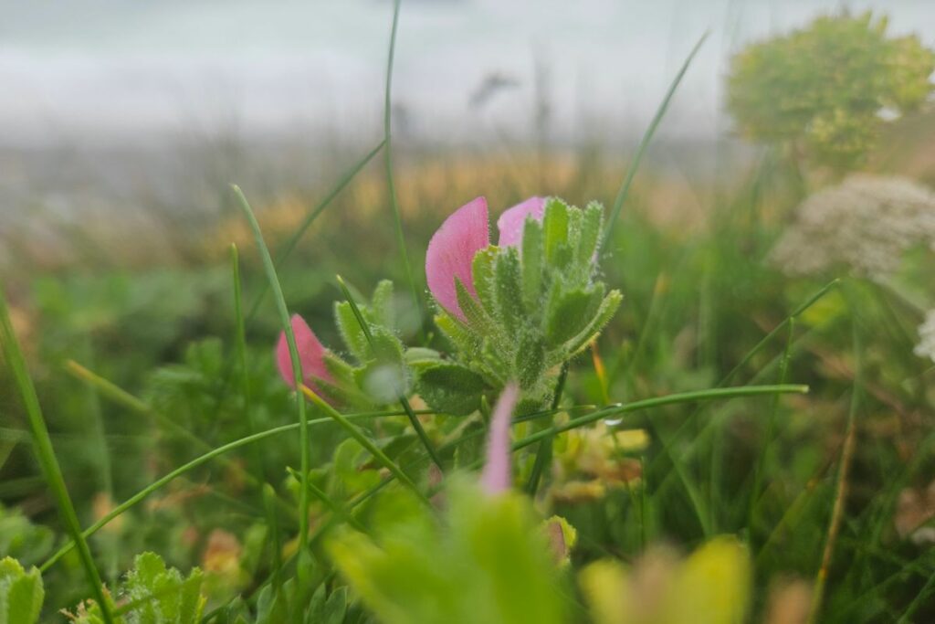 Common Restharrow has small pink flowers. It is photographed here on a beach. Only one small flower can be seen among a mass of green leaves, with the sea blurred in the distance behind.
