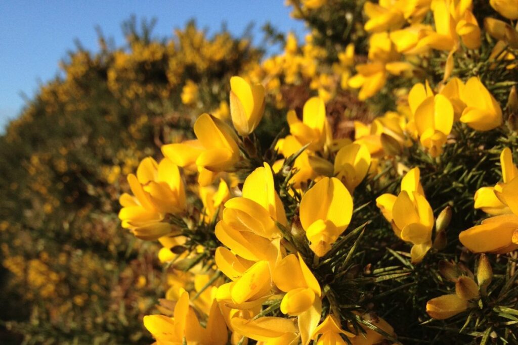 Gorse with it's bright yellow flowers vibrant against a clear blue sky