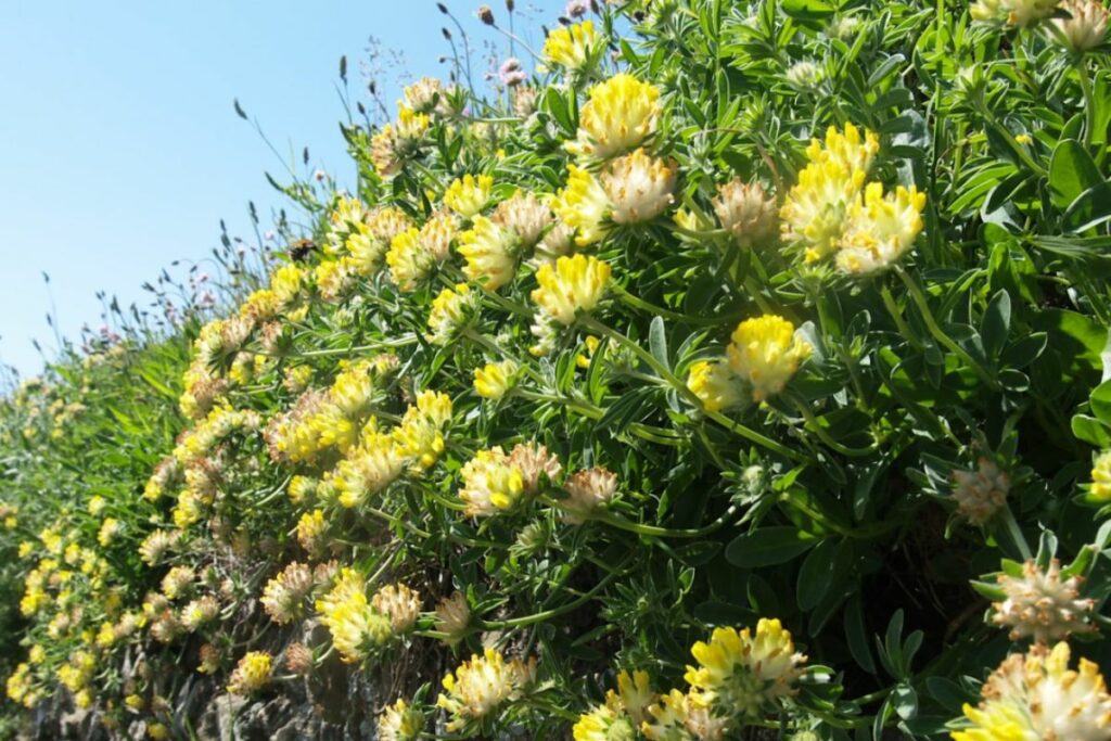Kidney Vetch usually has clusters of yellow fluffy looking flowers, it is pictured here against a clear blue sky with vibrant colours of the yellow flowers and green leaves and stems