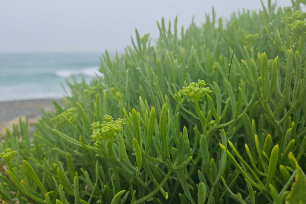 Rock Samphire is photographed on a beach, showcasing it's many branches with succulent type leaves that are rounded, against the backdrop of the sea and sand.