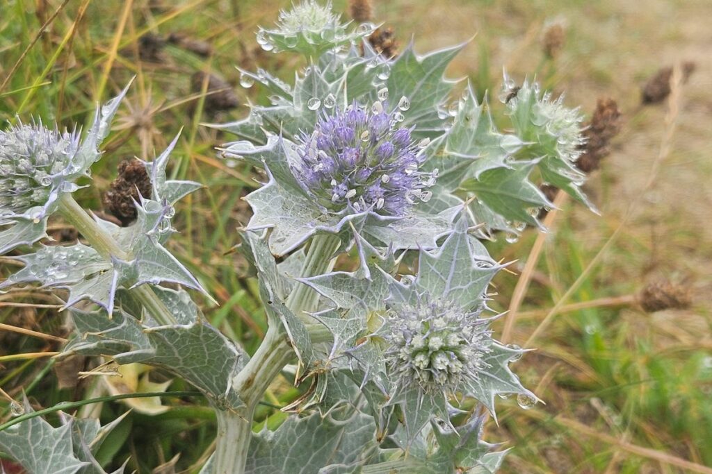 Sea-holly is pictured with it's pale green, slightly grey leaves and it's pale purple flower head. The leaves are spiny, similar to a Holly bush.