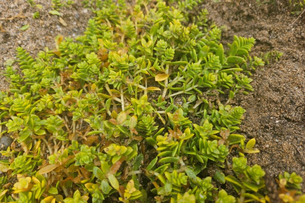 Sea Sandwort is a long creeping perennial that has fleshy succulent leaves, here it is photographed climbing over rocks on a beach, it is a bright, vibrant green.