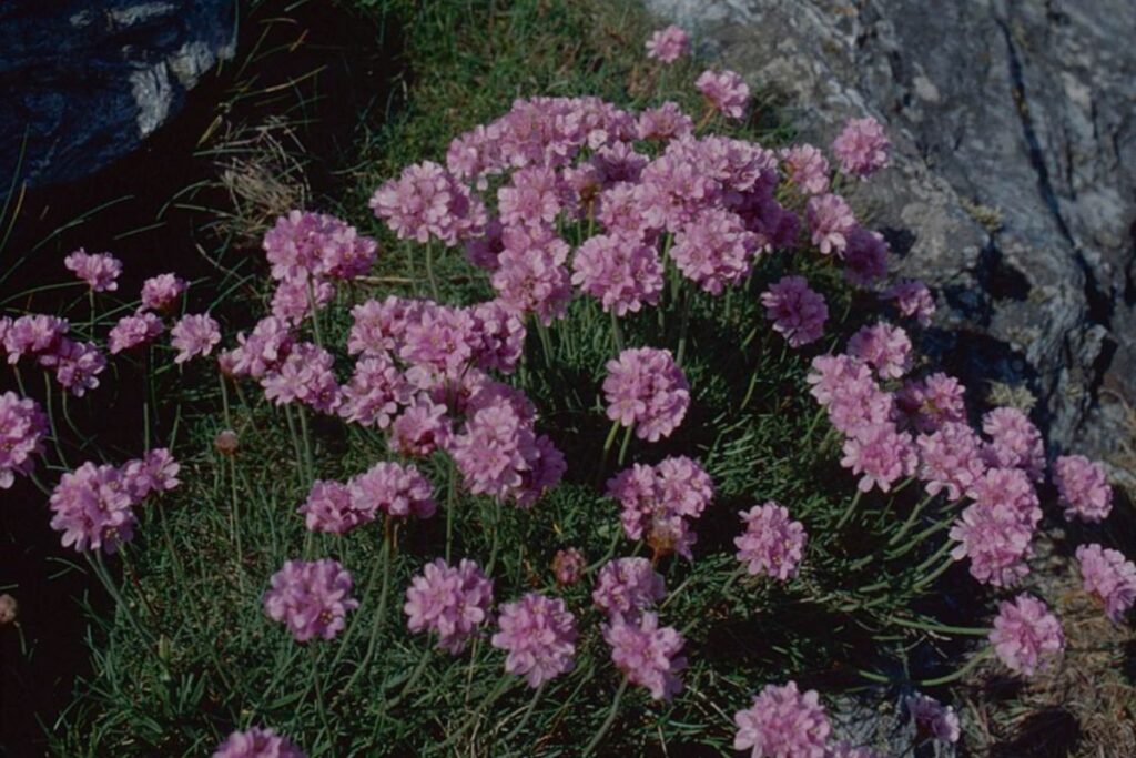 Pretty spherical Thrift blooms are pink and fluffy looking a stark difference from the grey rocky outcrop habitat they grow in