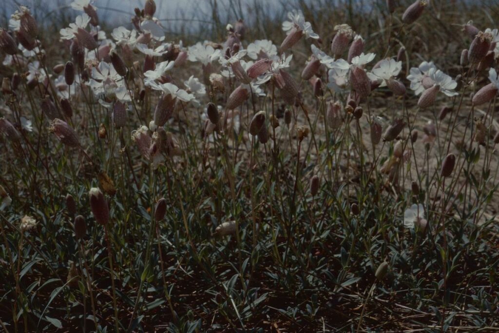 Photographed is a patch of Sea Campions growing on the beach. The wildflower species has five white petals with splits down the middle, which can make it look as though the flowers have ten petals each