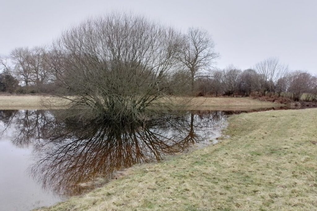 A seasonal pond at Davies Meadows with the pale grey winter sky and leafless trees reflected in the still water