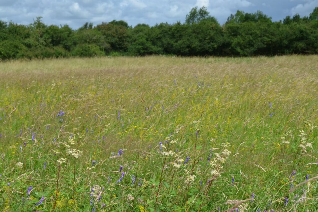 Looking out across Stockwood Meadows, a sea of wildflowers blooming with the tree line in the distance