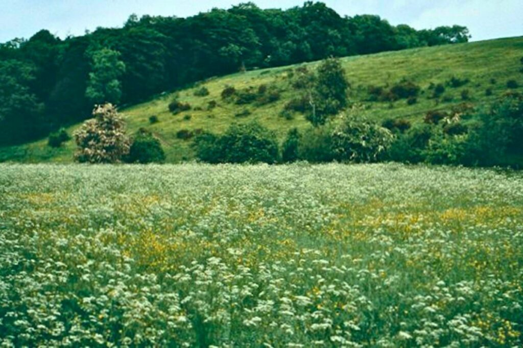 Looking out across rolling hills full of wildflowers