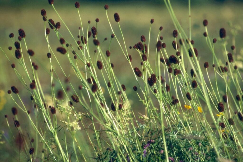 The deep red flowers of Great Burnet stand out against the green of a meadow