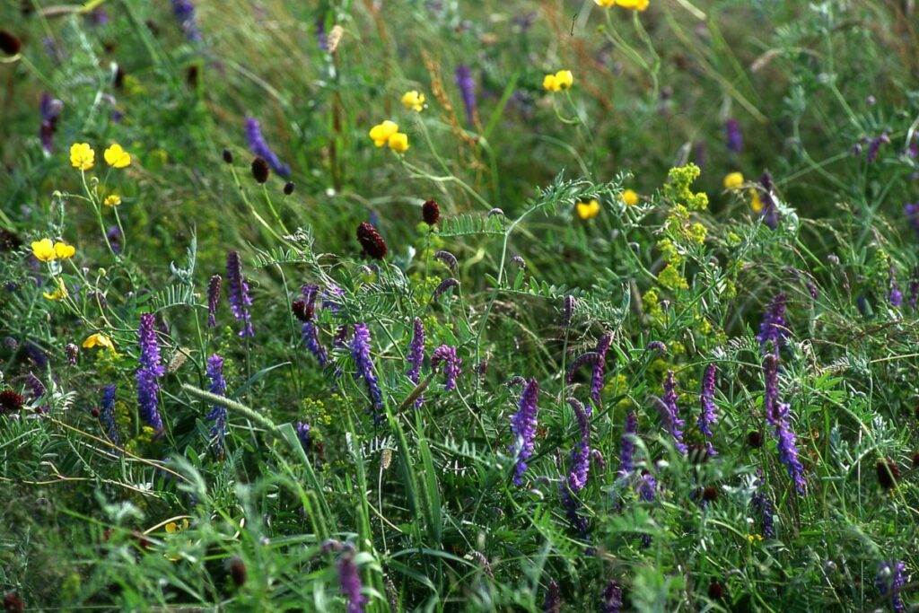 An array of colours with wildflowers bursting into bloom at Upton Ham Nature Reserve