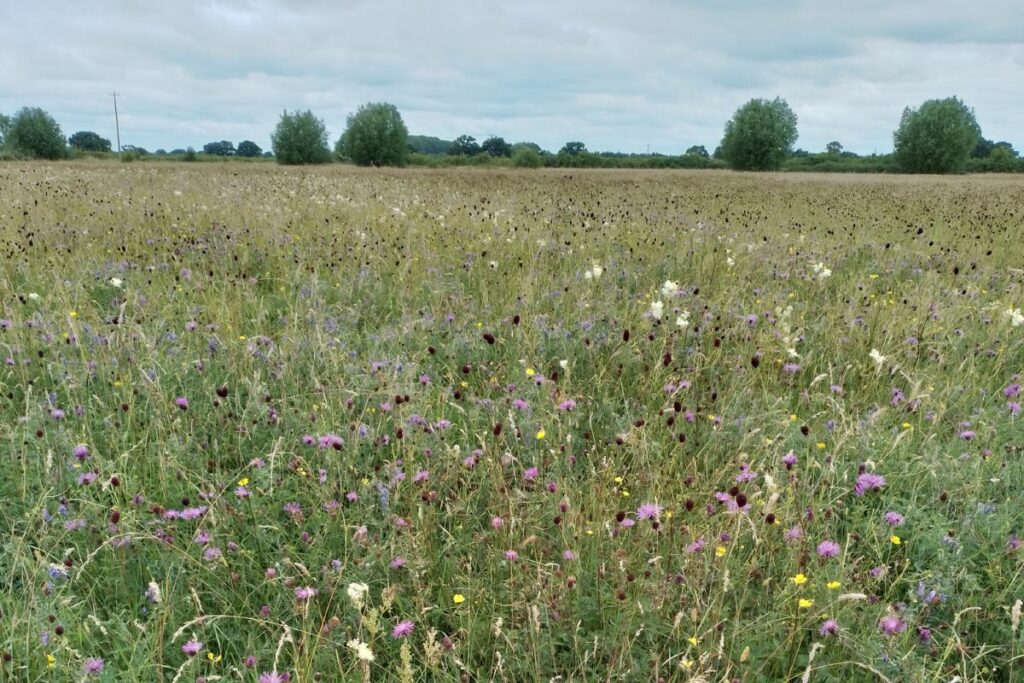 A sea of wildflowers at Grange Meadows