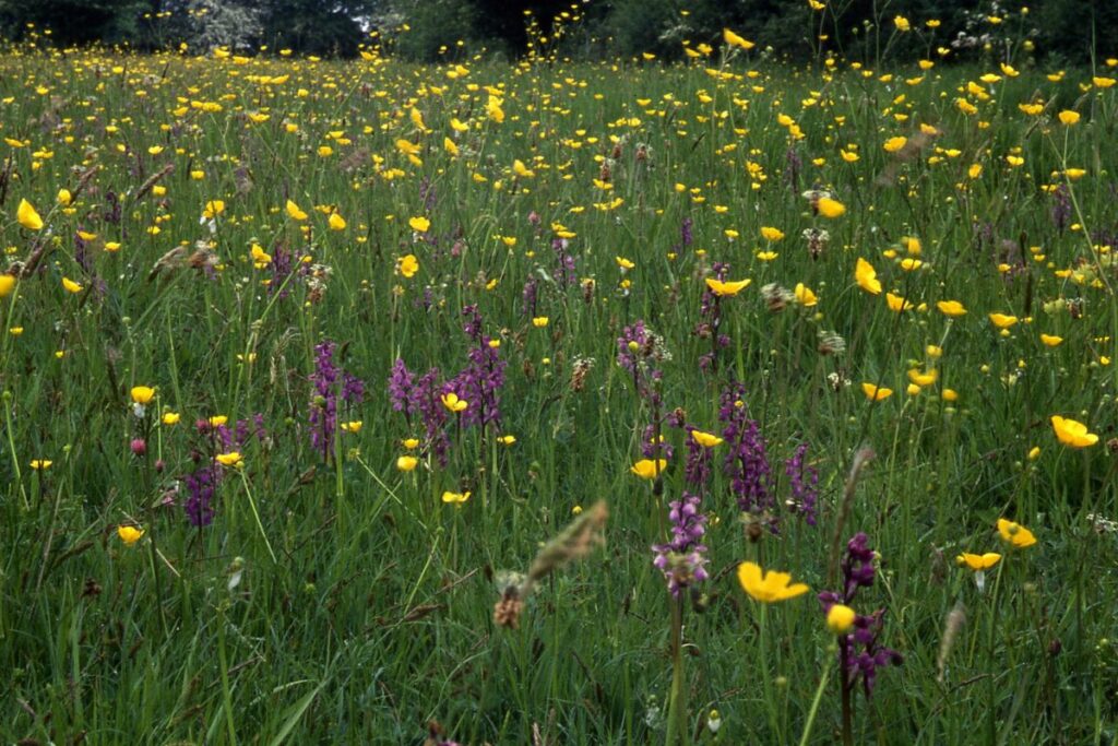 A beautiful array of purple and yellow wildflowers bloom from the meadow