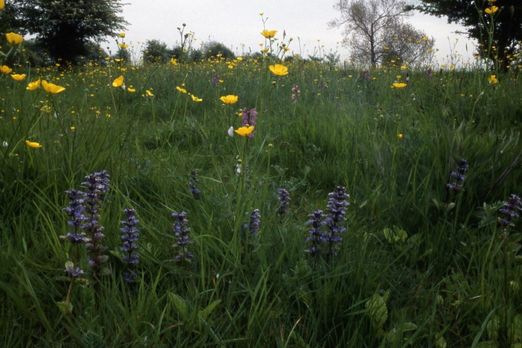 Flowers blooming at Winks Meadow Nature Reserve