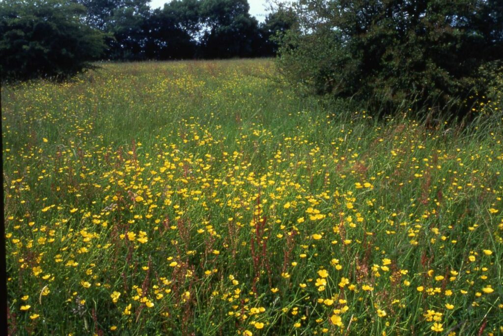 Winks Meadow in full bloom with wildflowers from the foreground to the tree line