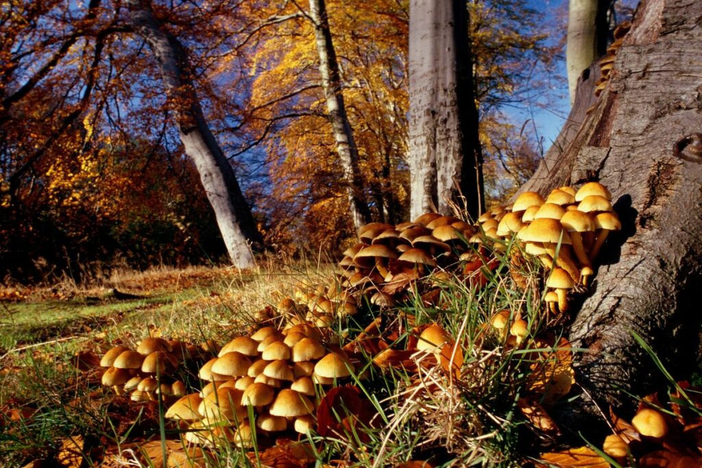 Bright Sulphur tuft fungus under a tree in autumn
