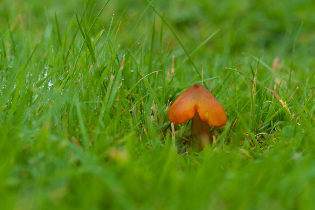 Photo shows a single Blackening Waxcap mushroom in grassland. The mushroom is orange in colour with the cap just starting to turn black on top.