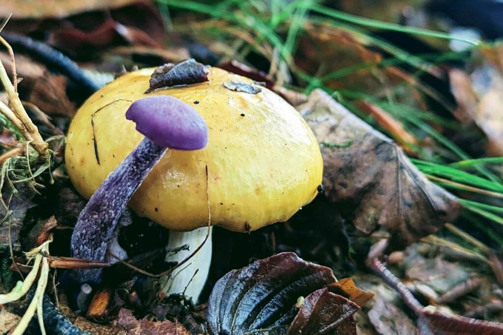 Two fungi growing next to eachother on the forest floor, a bright purple Amethyst Deceiver leans over the top of a creamy coloured Russula sp