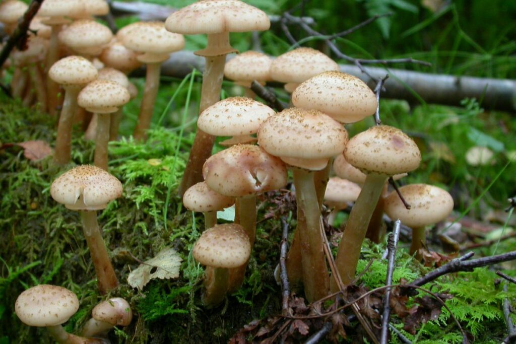 Honey fungus, Armillaria mellea, photographed on a dead branch in a woodland. The pale creamy brown of the fungus stands out against bright green mosses that cover the branch