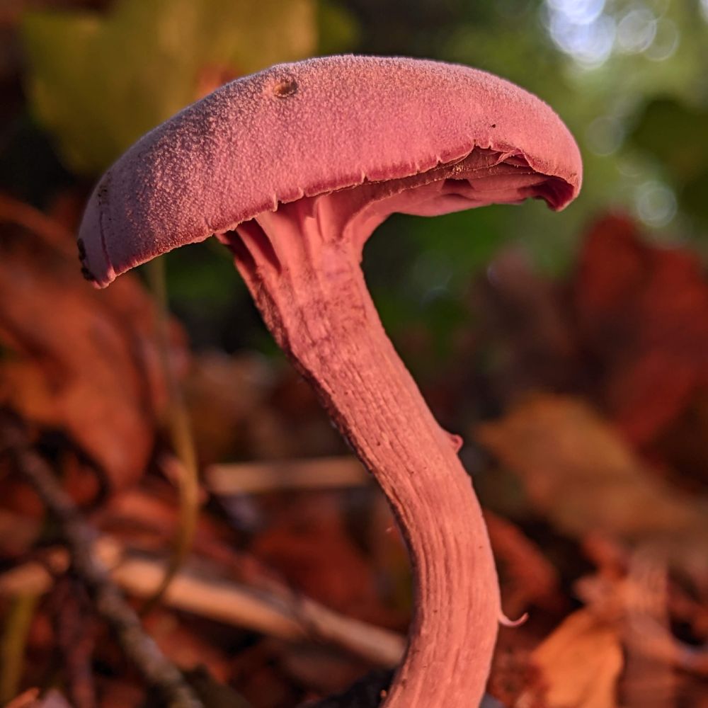 Beautifully detailed photograph showing a purple coloured mushroom poking up from the forest floor
