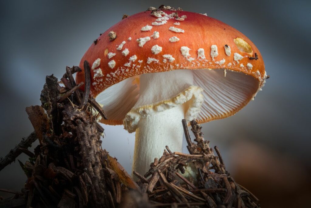 A close-up look at Fly Agaric, tilted so that you can see the white gills on the underside of the fungus