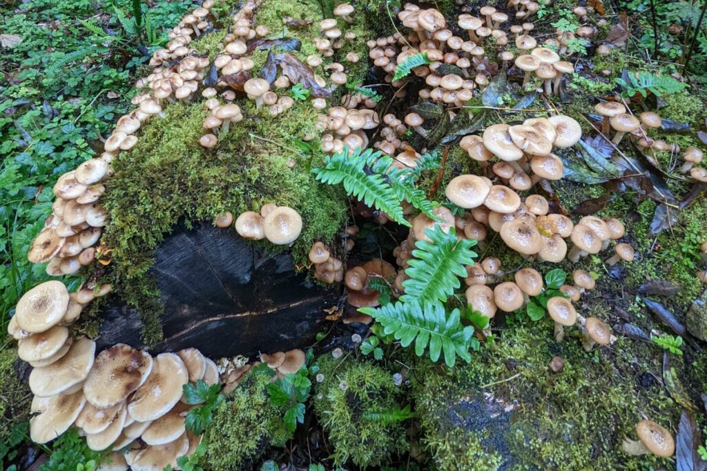 Photograph shows a fallen, decaying tree of the forest floor, covered in hundreds of mushrooms.